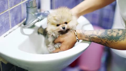 Fantastic Puppy Pomeranian Dog