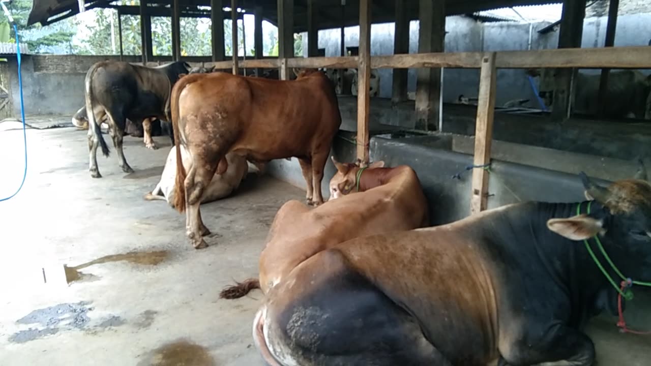 Indonesia