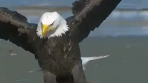 Bald eagle catching it's lunch