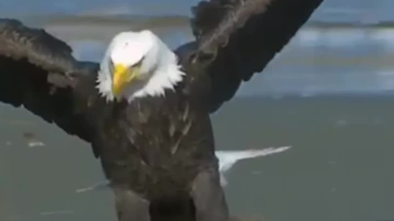 Bald eagle catching it's lunch