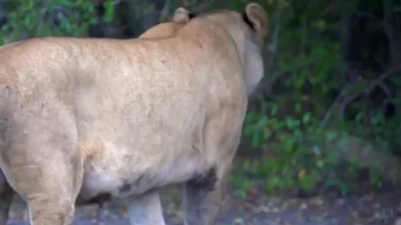 mama lioness lioness with her cubs strolling through the savannah