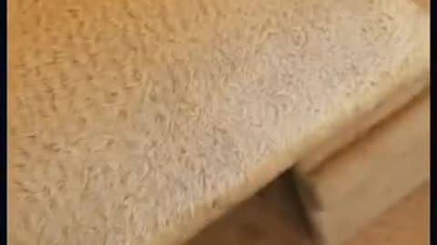 ##cats ##funny ##shorts ##shortsvideo ##cat ##catlover#dog #doglover