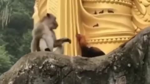 Monkeys Vs Roosters