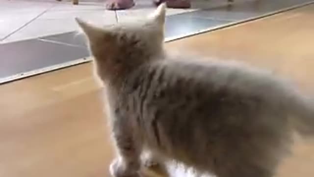 Cute munchkin baby kitten talks too much