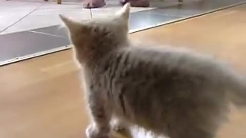 Cute munchkin baby kitten talks too much