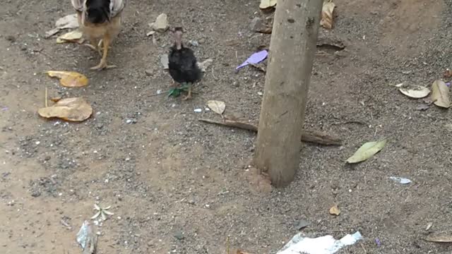 Chicken 🐔
