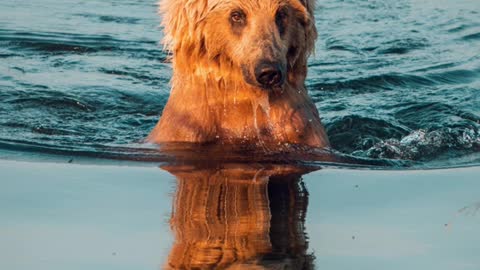 I found some Bears swimming in a lake