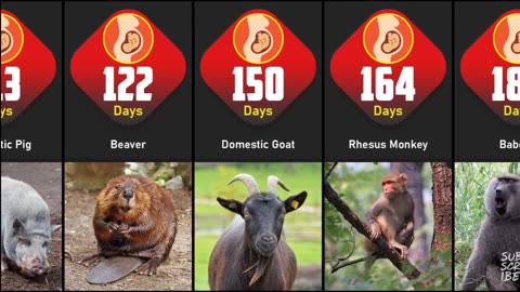 Animals pregnancy period comparison |Shortest to longest Animals Gestation