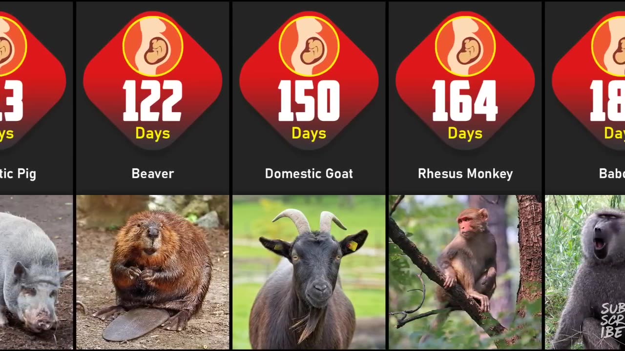 Animals pregnancy period comparison |Shortest to longest Animals Gestation