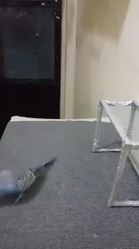 Budgie Playing Soccer