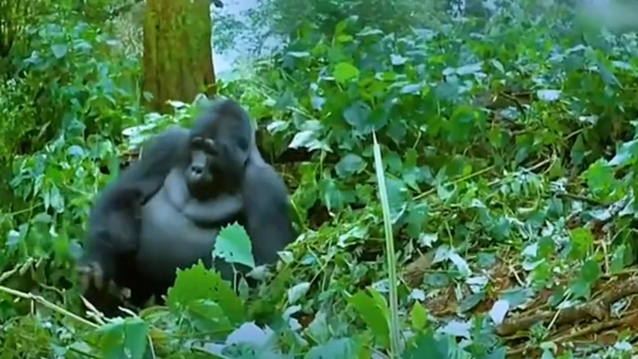 Gorilla spy 🕵️‍♂️ 👀