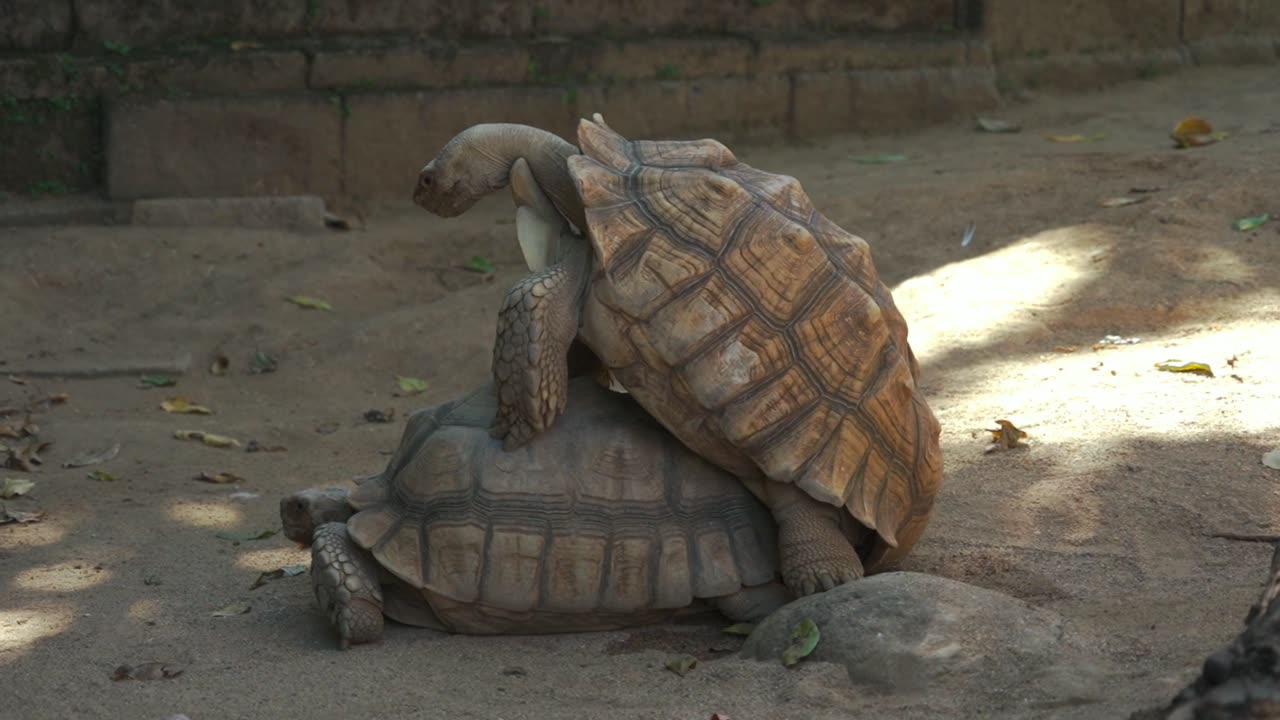 A Tortoise couple mating in the zoo