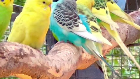 Budgies Flock