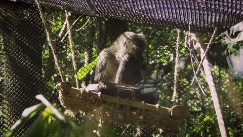 Primate Monkey Mammal Footage Zoo Animal