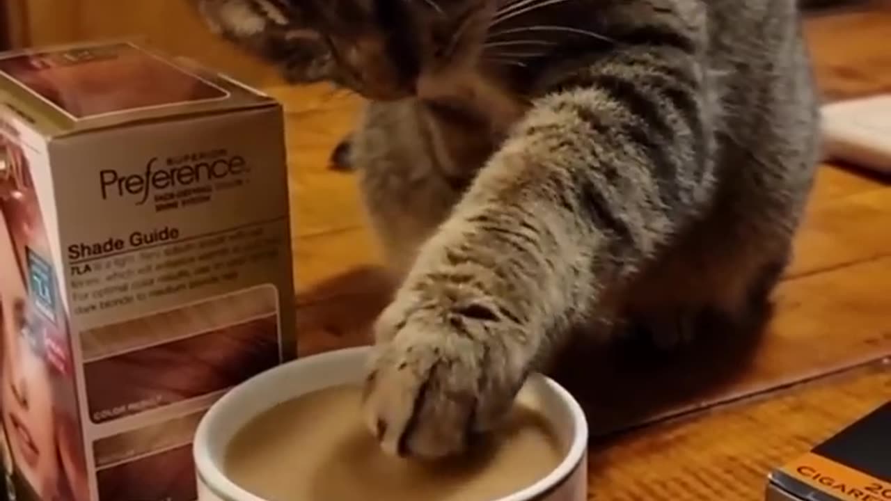 Cat as coffee 😂 cat's dogs pets video.