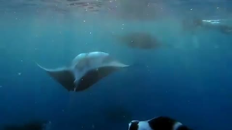 This is a beautiful and charming water-dwelling species