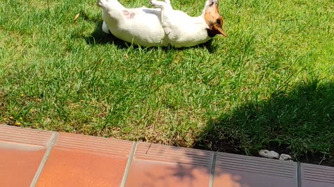 Happy Jack Russell