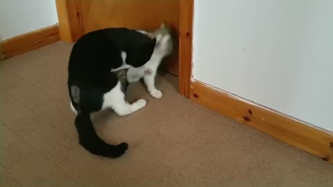 Cat Fight Compilation Video