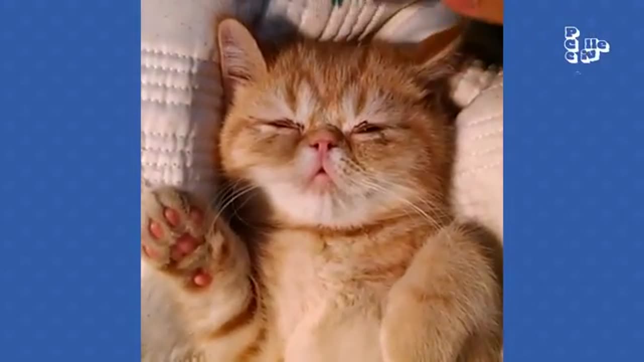 Funny and cute pets viral videos