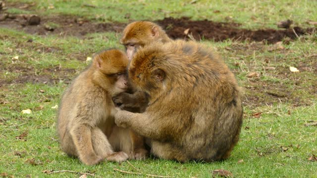 A bunch of monkeys playing with each other.