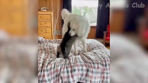 Funny Cats and Dog video- Funny Video of Animals