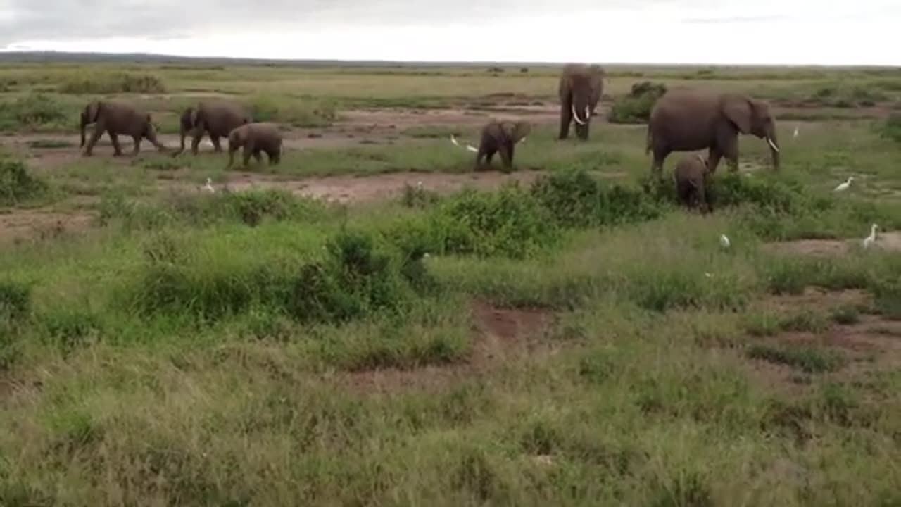 Frolicking African elephant calves in Amboseli