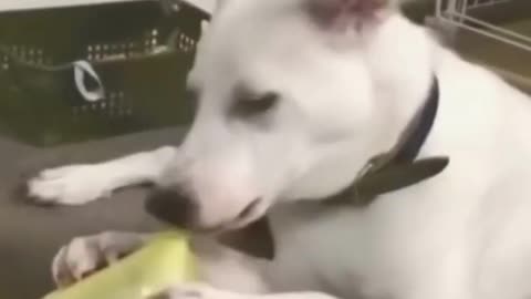 Funny pet's video