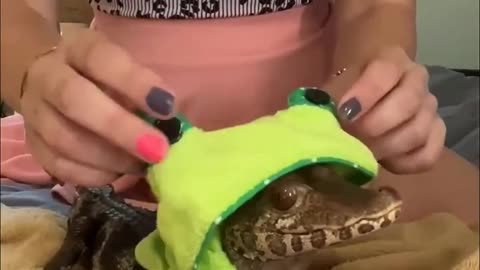 Baby Crocodile