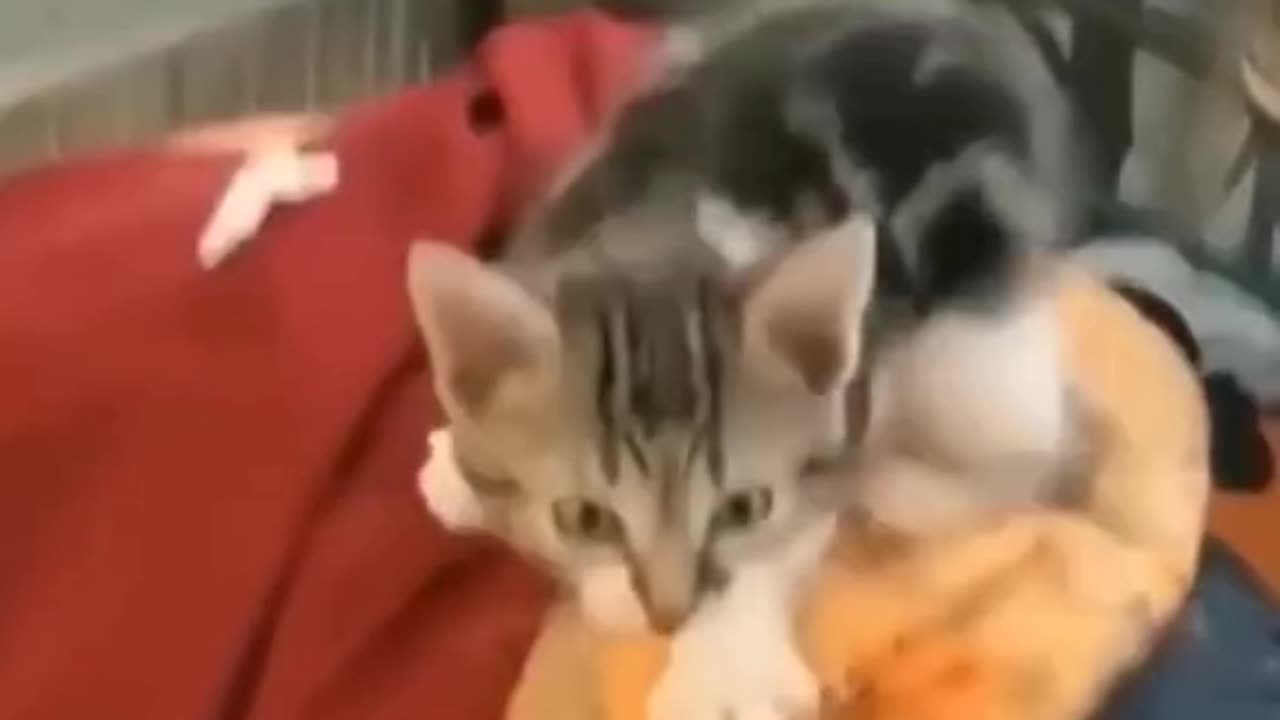 Funny video Short cat 🐈