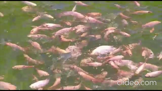 Tilapia Eating Frenzy