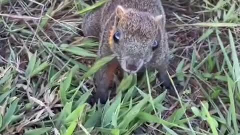 #pet #squirrel #foryou #cute