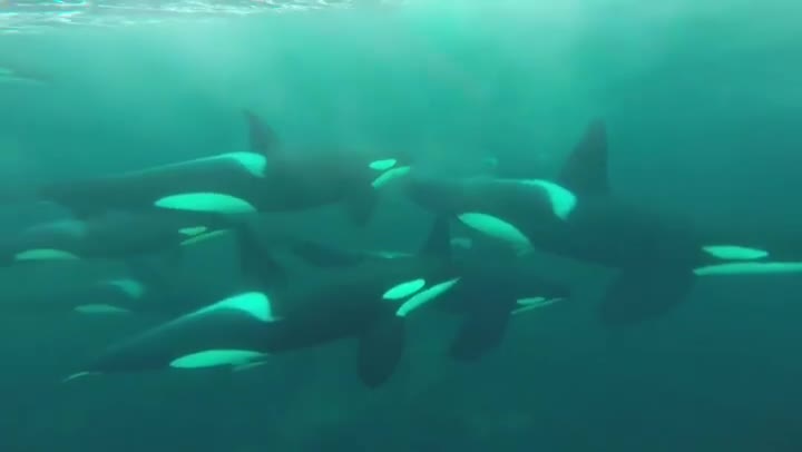 The sound of killer whales