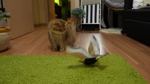 Hosico and Bird