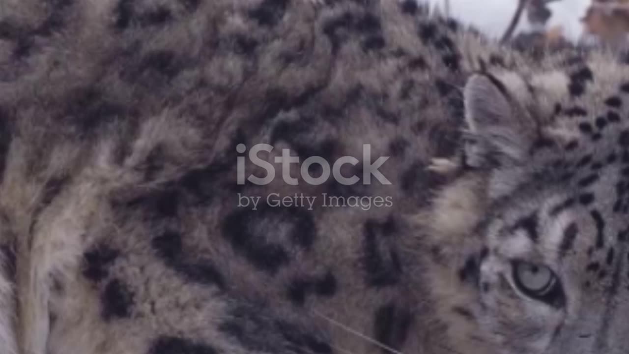 Snow Leopards: Unveiling the Mysteries