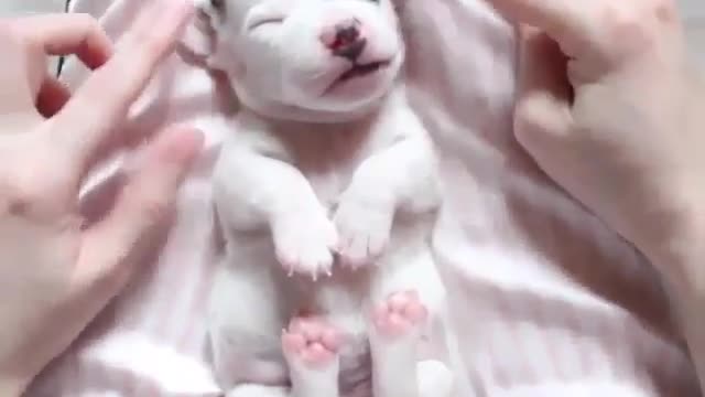 A newborn puppy`