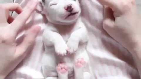 A newborn puppy`