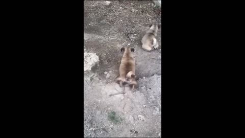 Funny animal videos 2024 - Funny cats/dogs