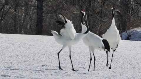 The red-crowned crane is cute