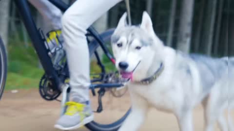 Pet dog running on road