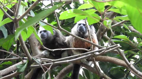 Nature Animals Mammals Titi Monkey Armenia