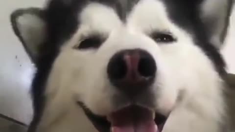life with animals