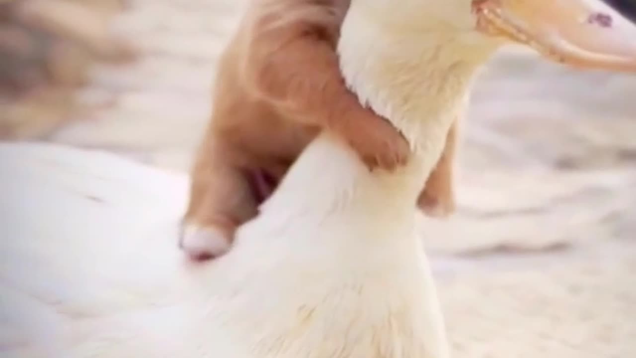 duck and dogs friendship #funny and love