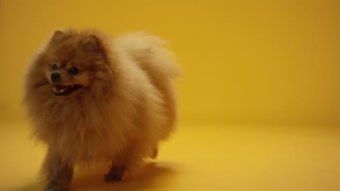 Cute Puppy eating the food and finding some food.