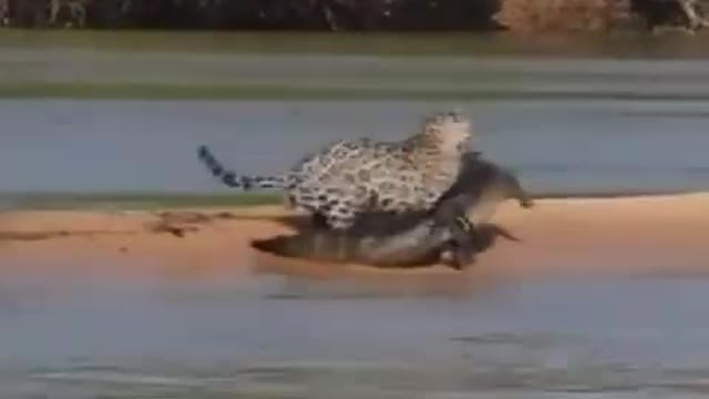 Jaguar hunt a crocodile like a chicken