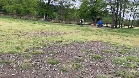 German Shepherd Attacks Pitbull OFF LEASH DOG PARK Part 1