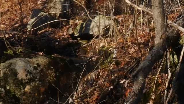 Hiking With The Dogs At A Small Waterfall