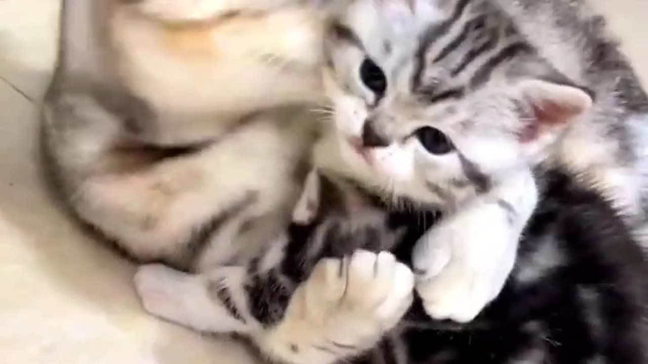 #cat #catlover #funnyvideo #animals #funnycats #funnyshorts #funnyanimals #cats #funnyvideos #পেতস