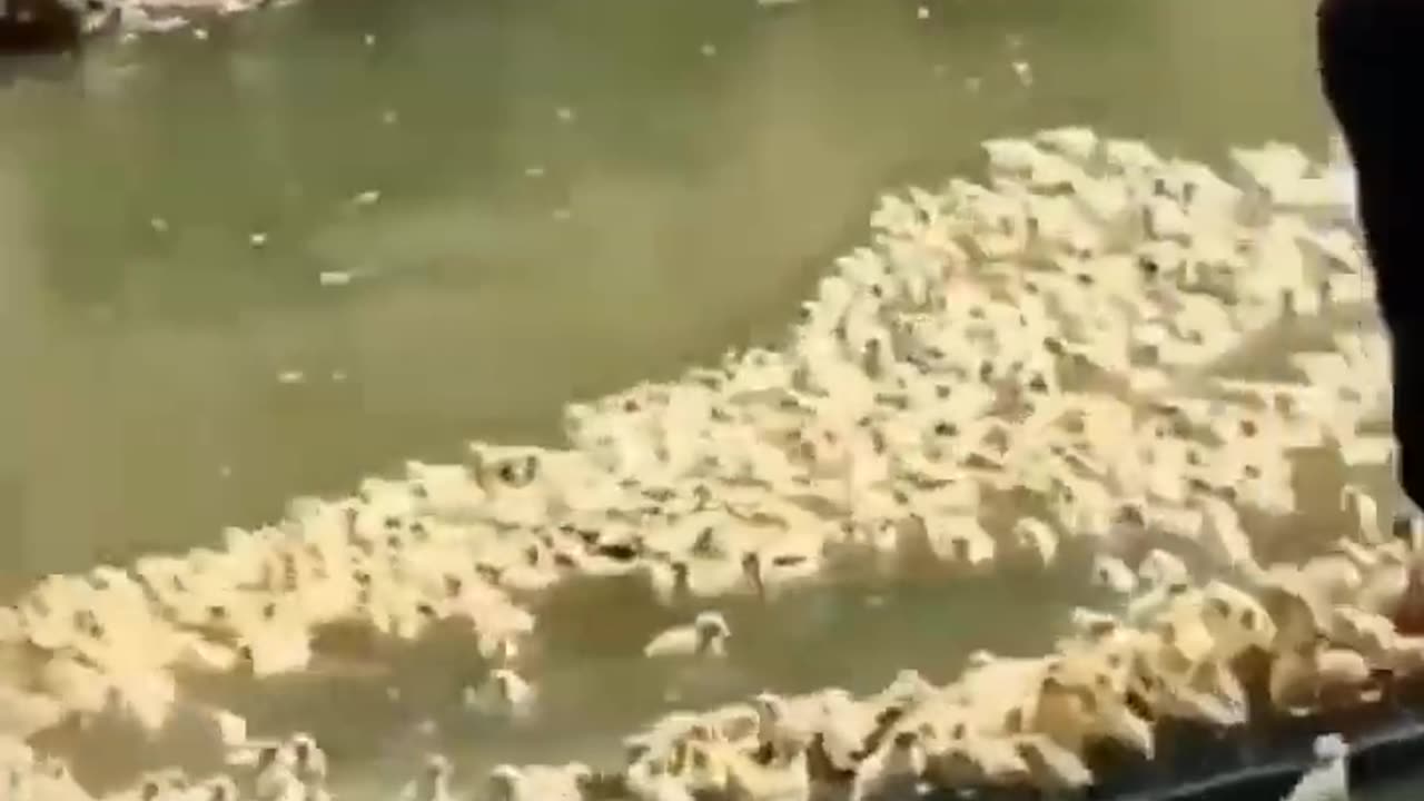Cutest baby animals Videos Compilation Cute moment of Animals