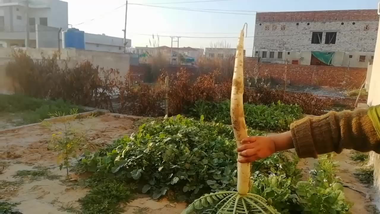 How to decorate Veg Garden ITs Sidra Village