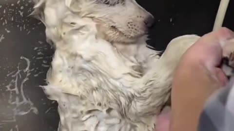 Funny Pet Tiktok Trending 2021